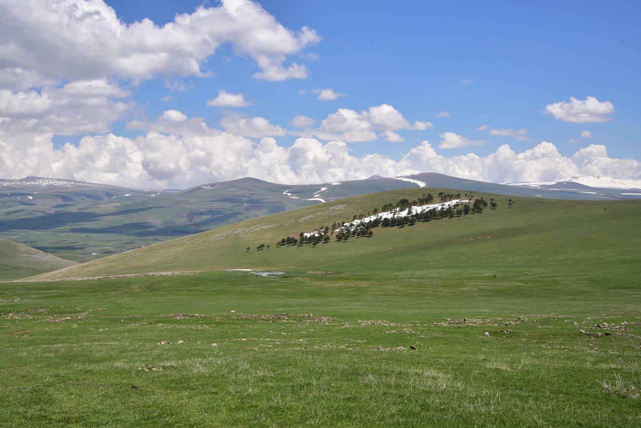 Гора Патара Абули, image of landscape/habitat.