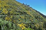 Южный склон плато Паул-да-Серра, image of landscape/habitat.