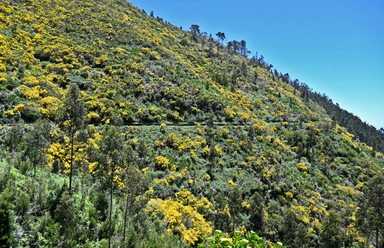 Южный склон плато Паул-да-Серра, image of landscape/habitat.