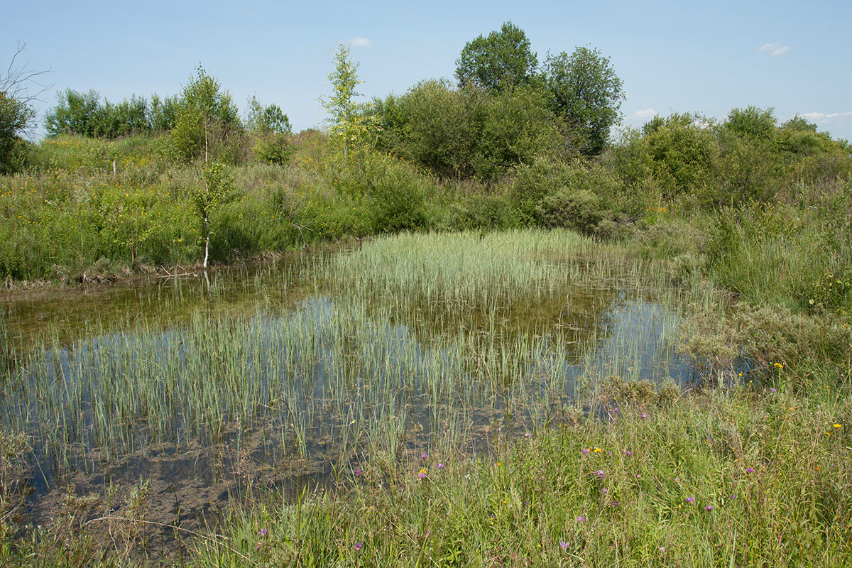 Окрестности Пудости, image of landscape/habitat.