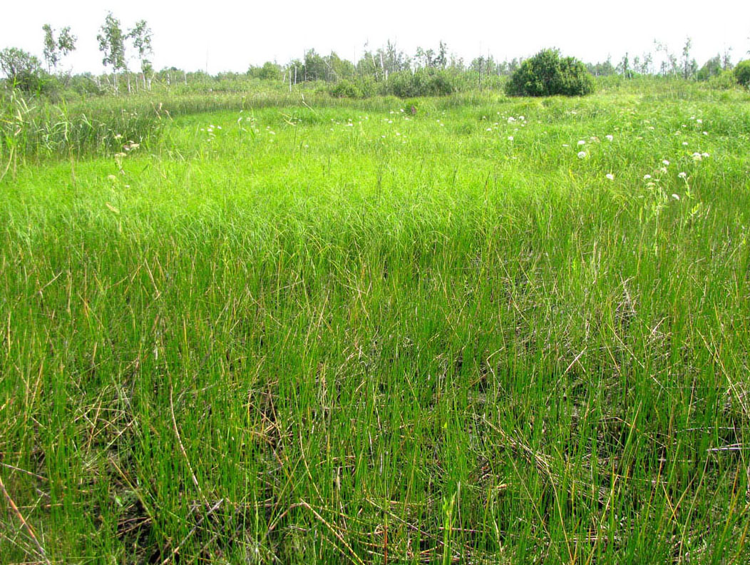 НП Мещёра, image of landscape/habitat.