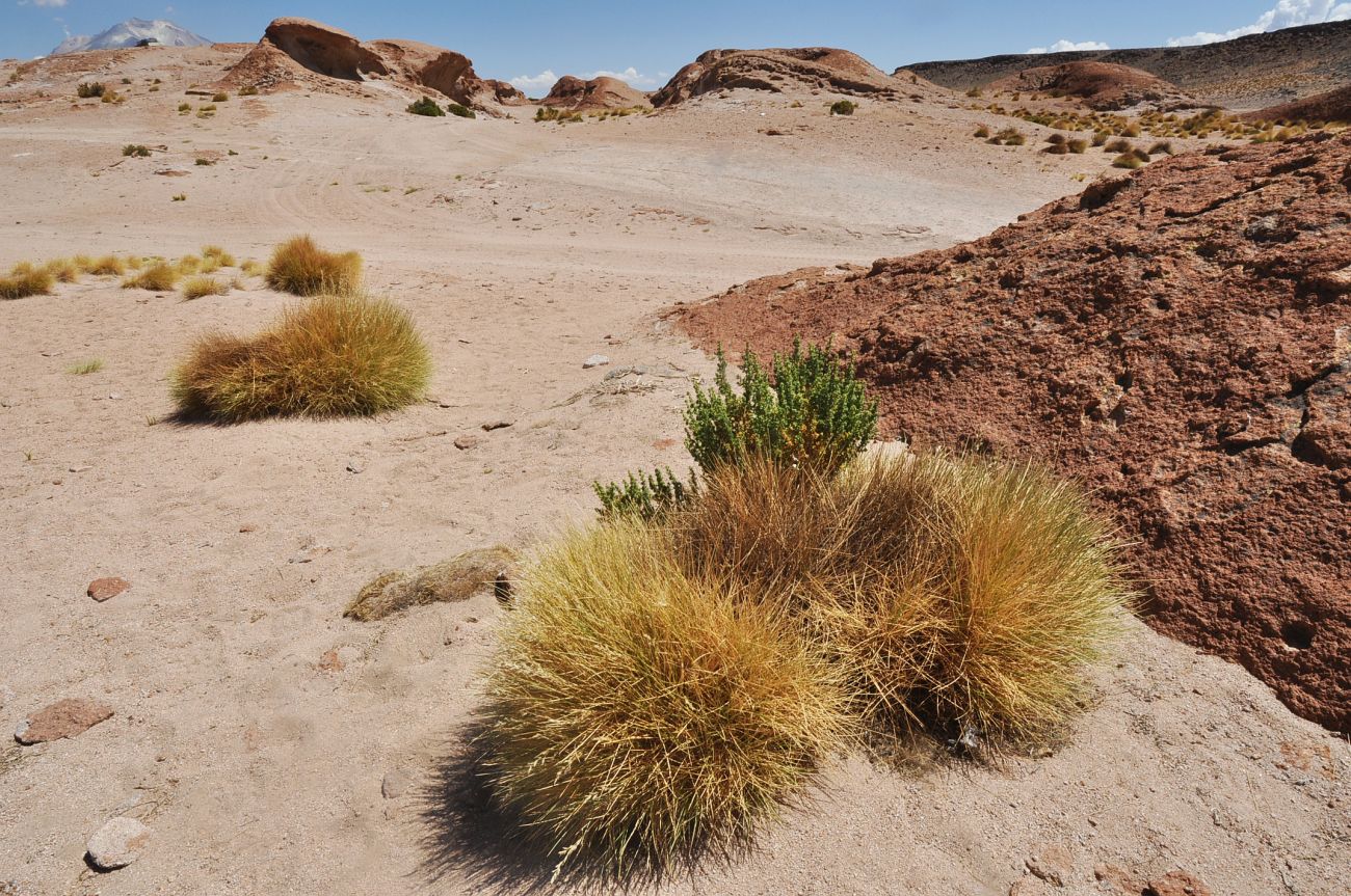 Окрестности вулкана Ольягуе, image of landscape/habitat.