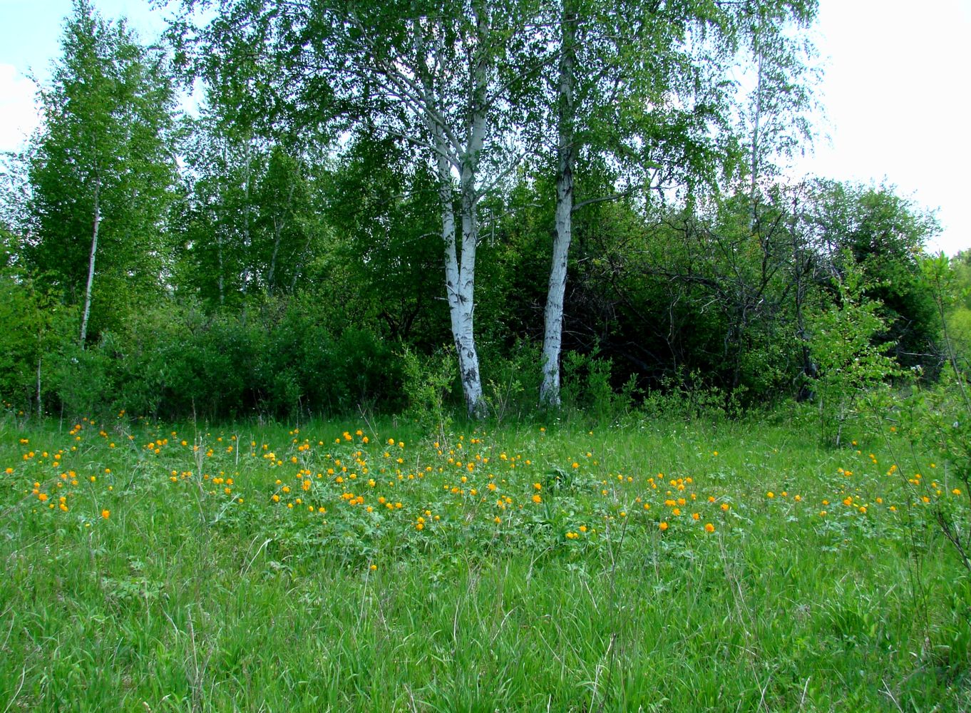 Остров Беляева, image of landscape/habitat.