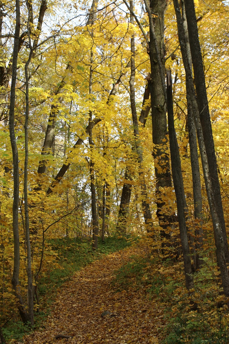 Парк "Сергиевка", image of landscape/habitat.