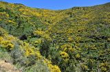 Южный склон плато Паул-да-Серра, image of landscape/habitat.