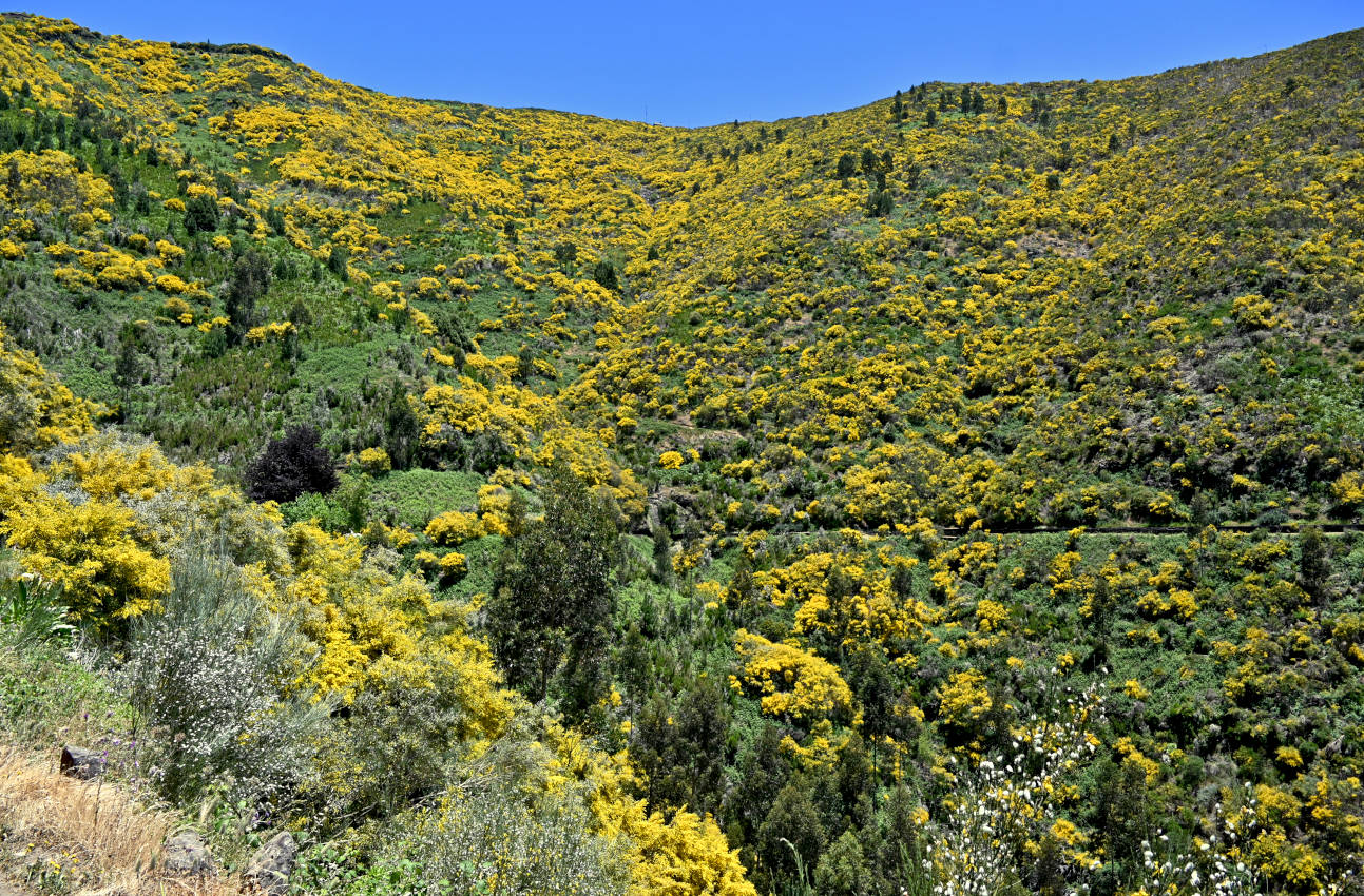 Южный склон плато Паул-да-Серра, image of landscape/habitat.