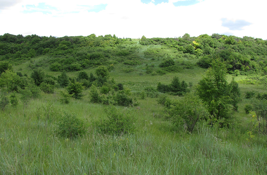 Лог Вишняки, image of landscape/habitat.