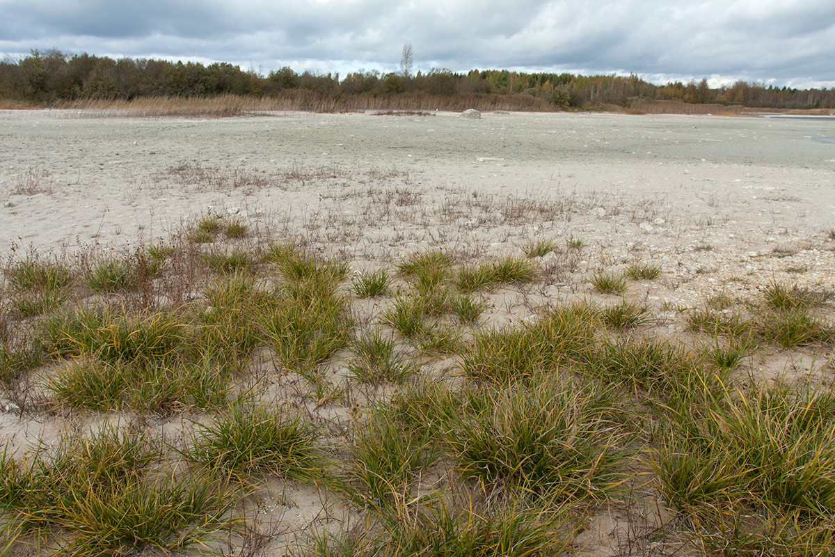 Кюрлевский карьер, image of landscape/habitat.