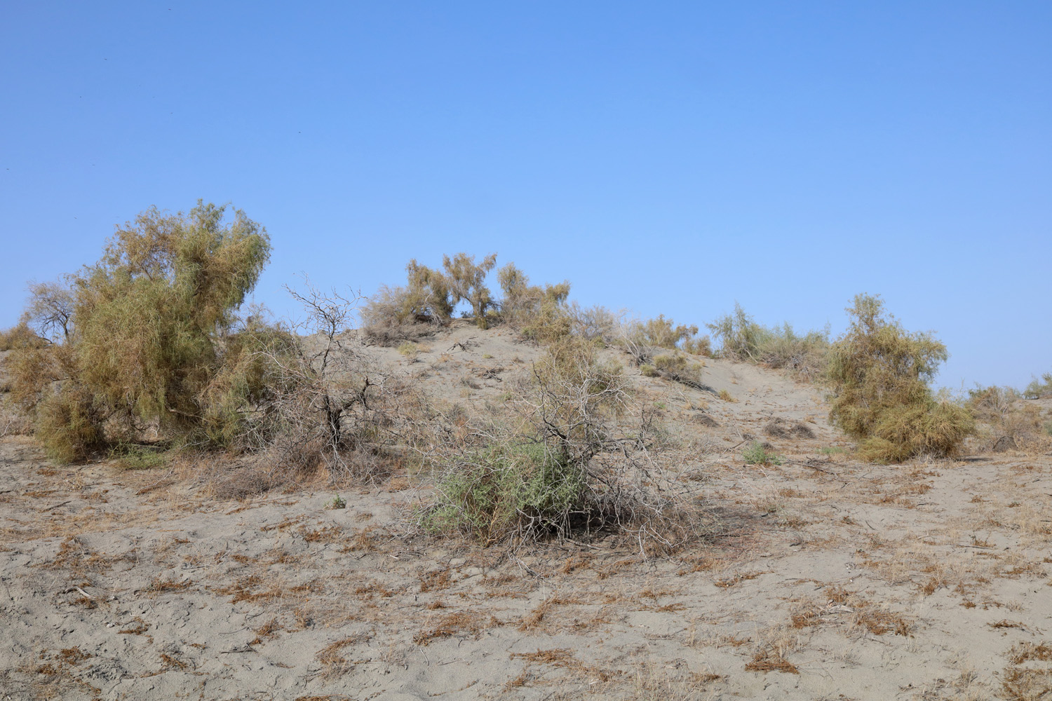 Пески Язъяван, Язъяванский район, image of landscape/habitat.