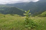 Image of landscape