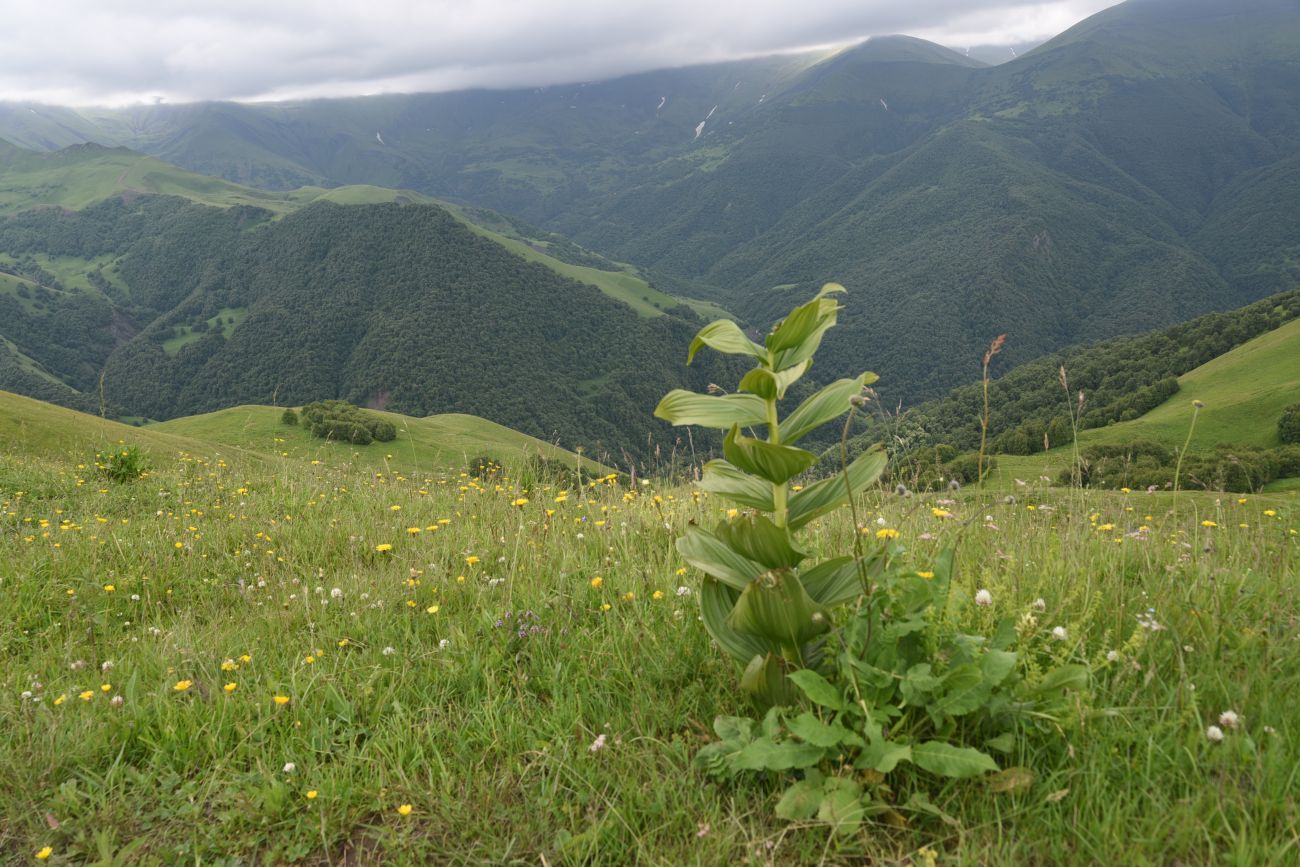 Верховья Хашелдойахк, image of landscape/habitat.
