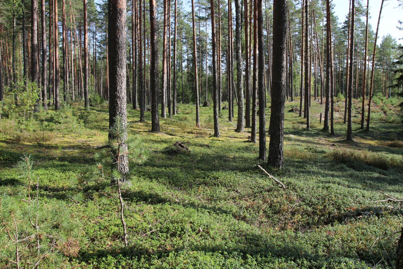 Сурмино, image of landscape/habitat.