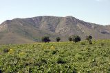 Image of landscape