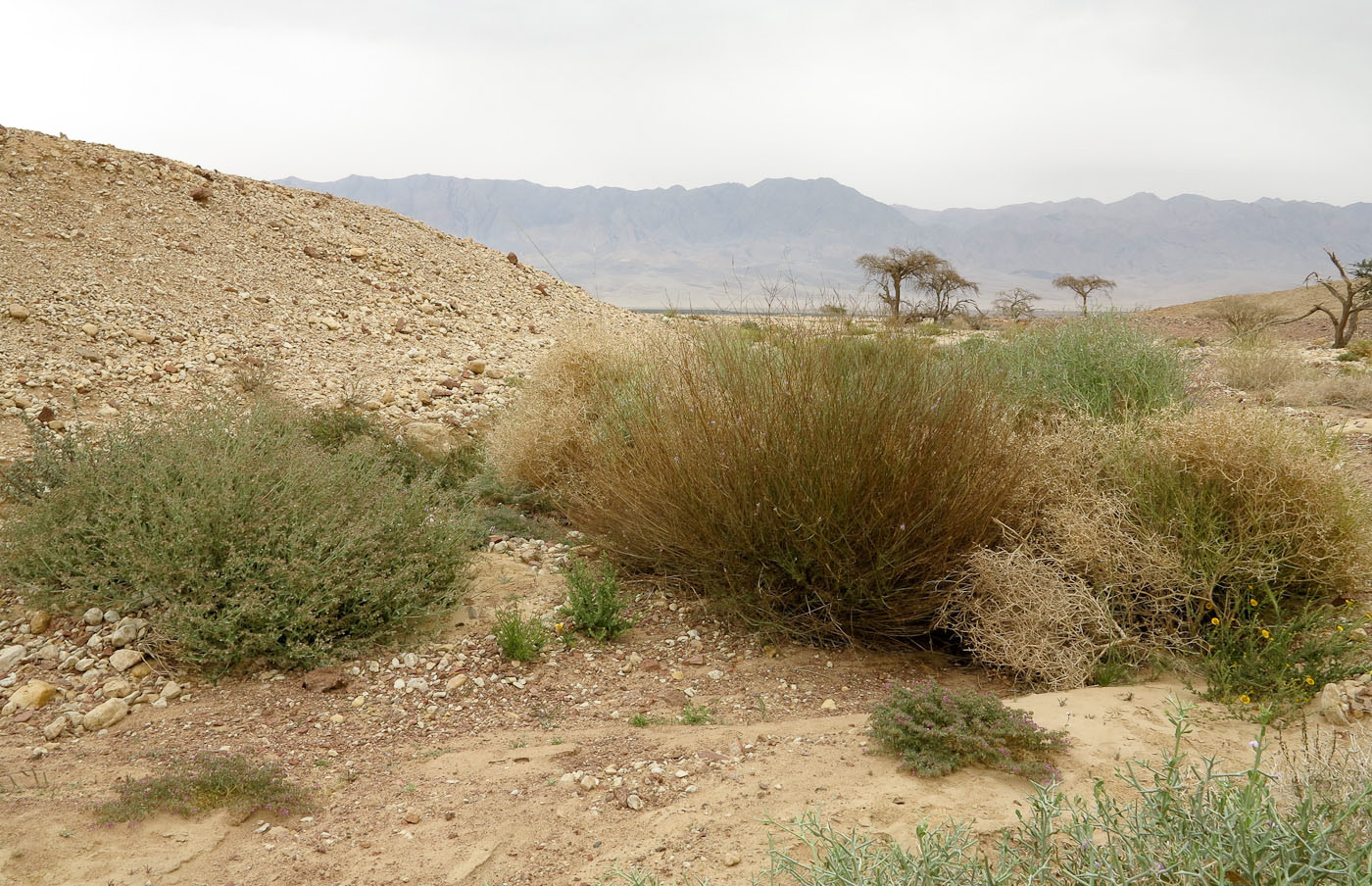 Эйлатские горы, image of landscape/habitat.