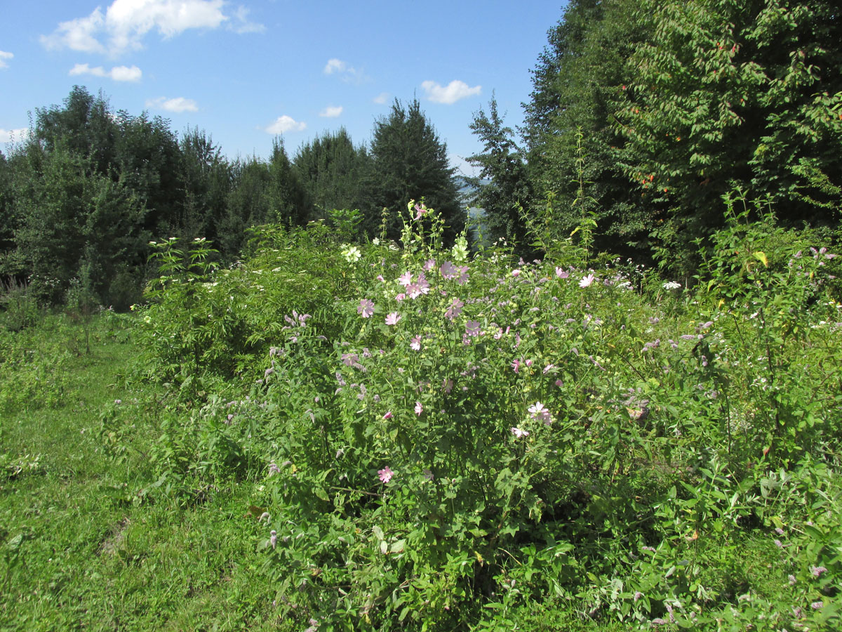 Окрестности села Курджиново, image of landscape/habitat.