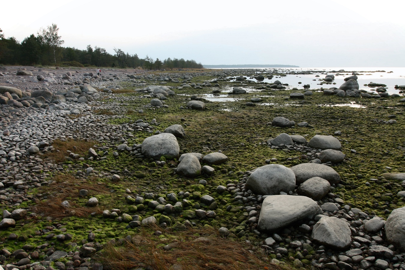 Шепелёвский маяк, image of landscape/habitat.