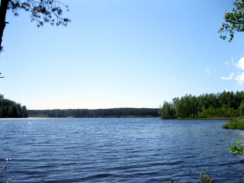 Озеро Щучье (Комарово), image of landscape/habitat.