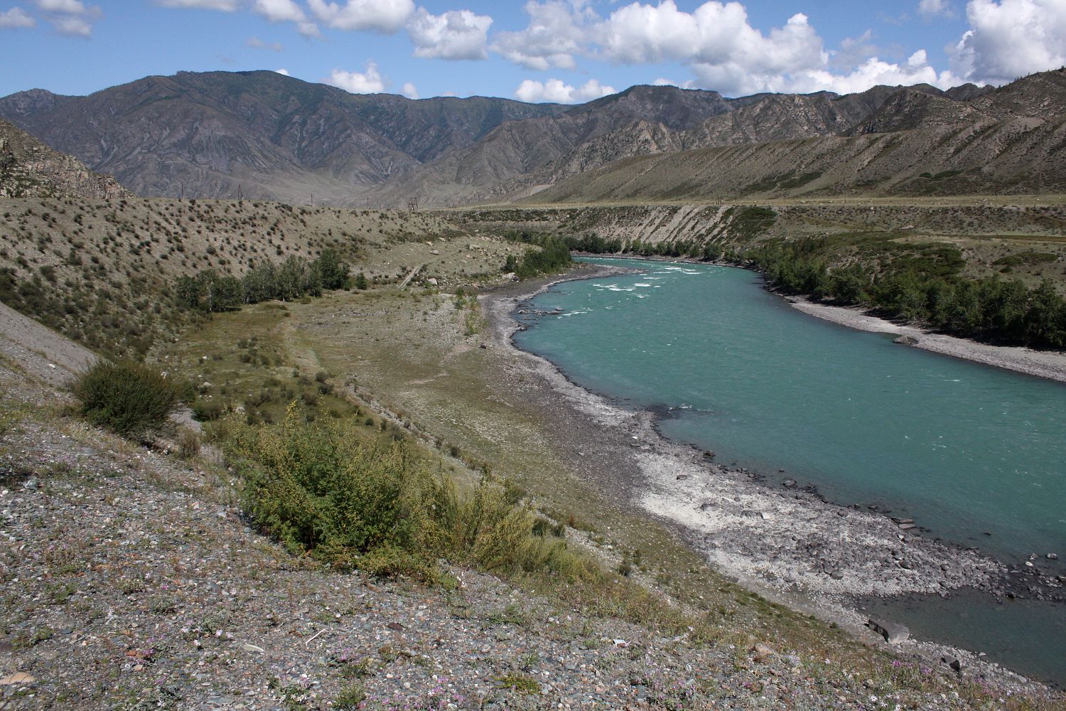Среднее течение Катуни, image of landscape/habitat.