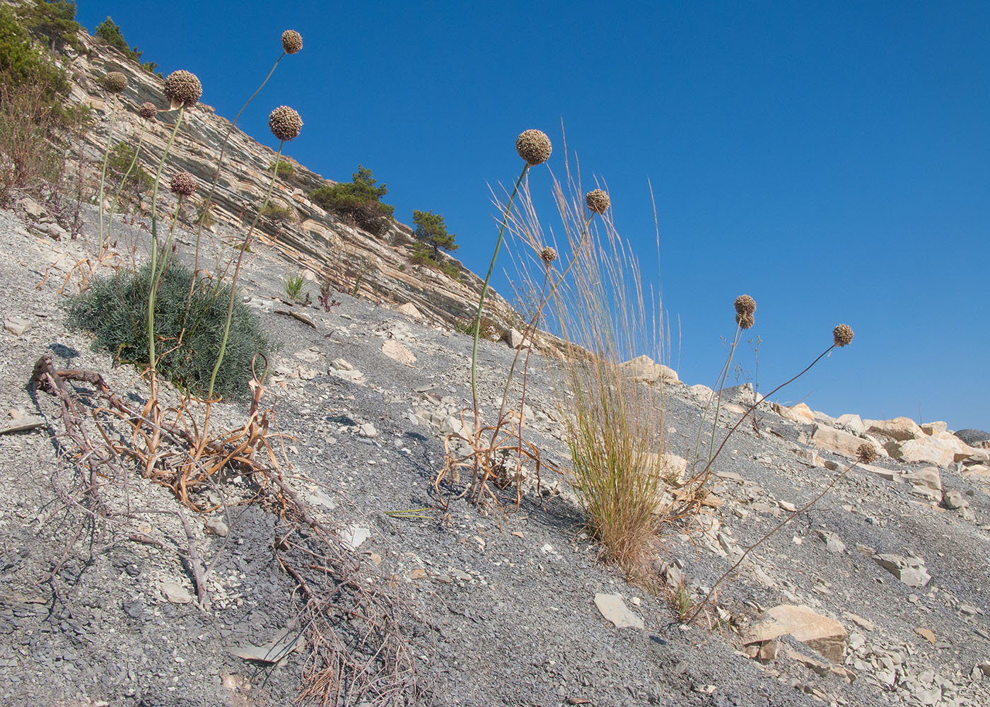 Дооб, image of landscape/habitat.