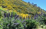 Южный склон плато Паул-да-Серра, image of landscape/habitat.