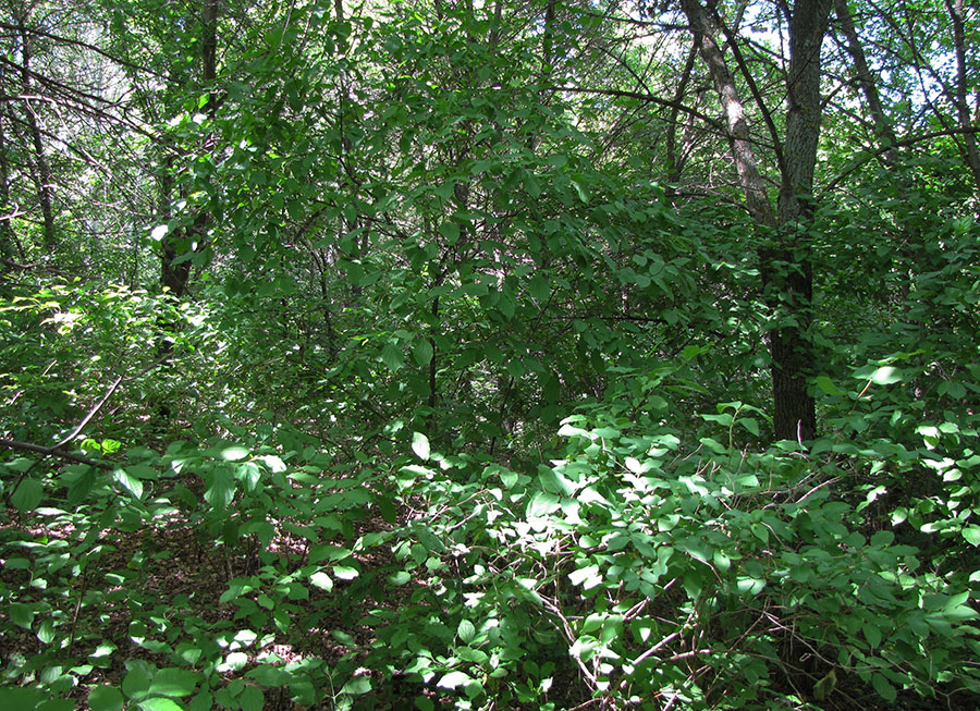 Лог Вишняки, image of landscape/habitat.