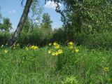 Остров Беляева, image of landscape/habitat.