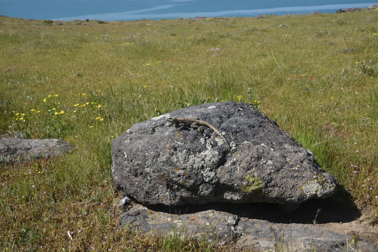 Окрестности Кечикыран, image of landscape/habitat.