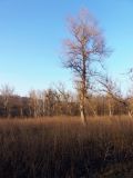 Космическая балка, image of landscape/habitat.