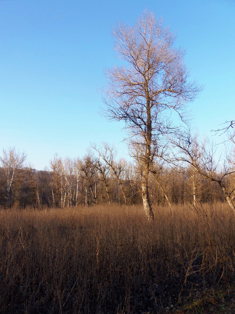 Космическая балка, image of landscape/habitat.
