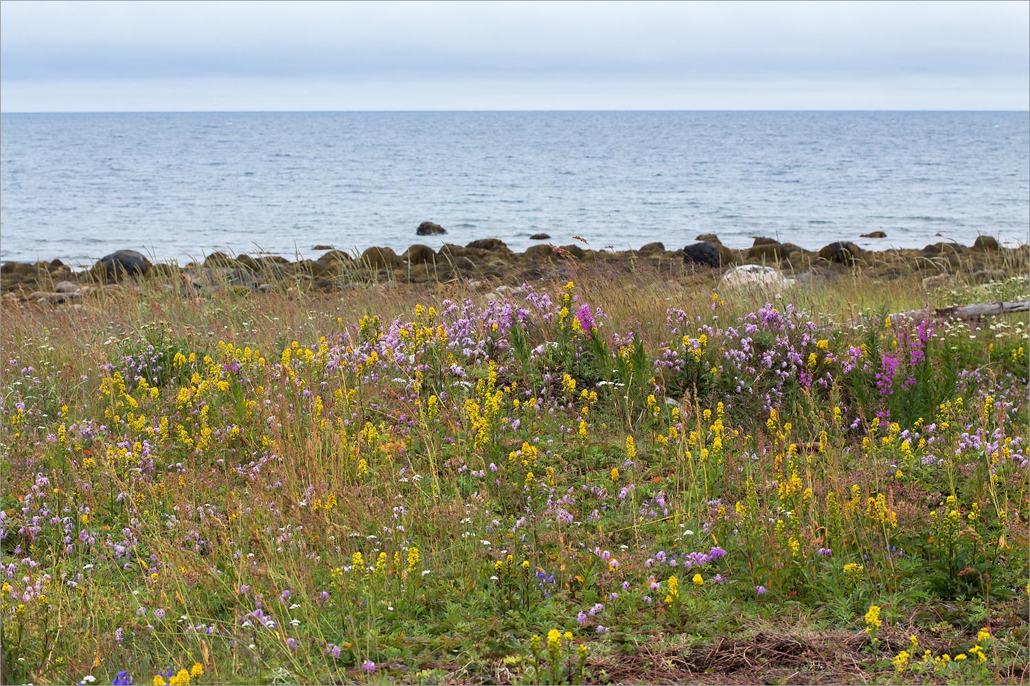 Малая Волоковая губа, image of landscape/habitat.