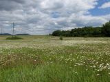 Байдарская долина, image of landscape/habitat.