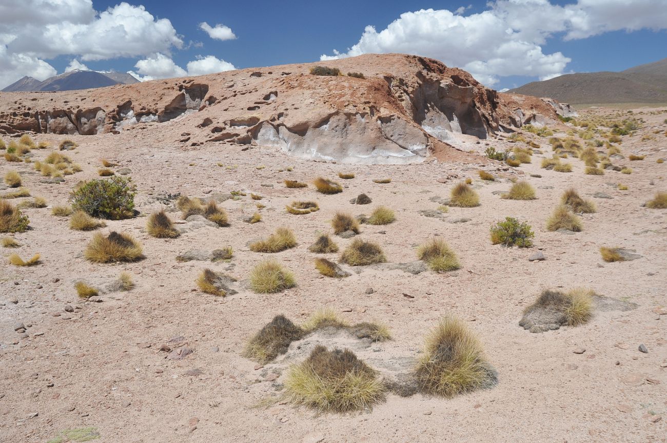 Окрестности вулкана Ольягуе, image of landscape/habitat.
