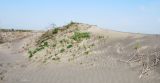 Мингбулакские пески, изображение ландшафта.