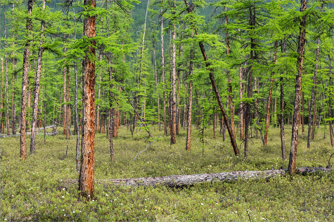 Долина Курейки, image of landscape/habitat.