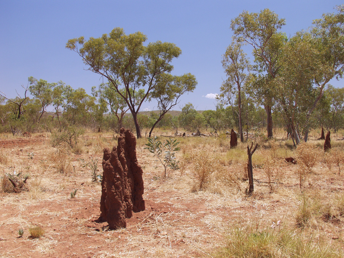 Boodjamulla (Lawn Hill), image of landscape/habitat.