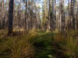 Вербилки, image of landscape/habitat.