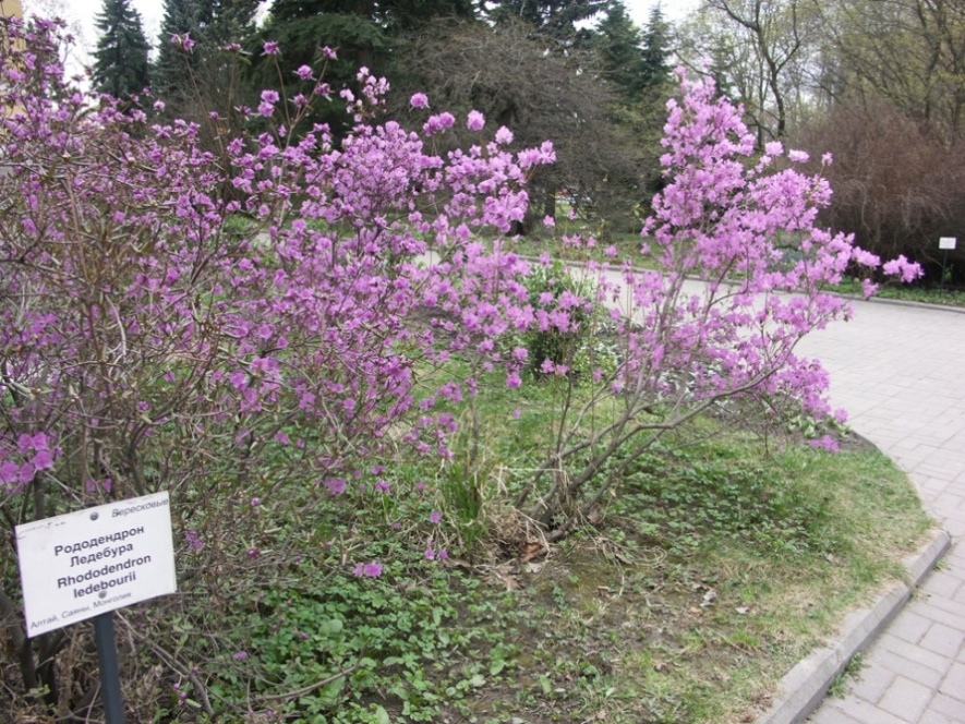 Парк Ботанического института РАН, image of landscape/habitat.