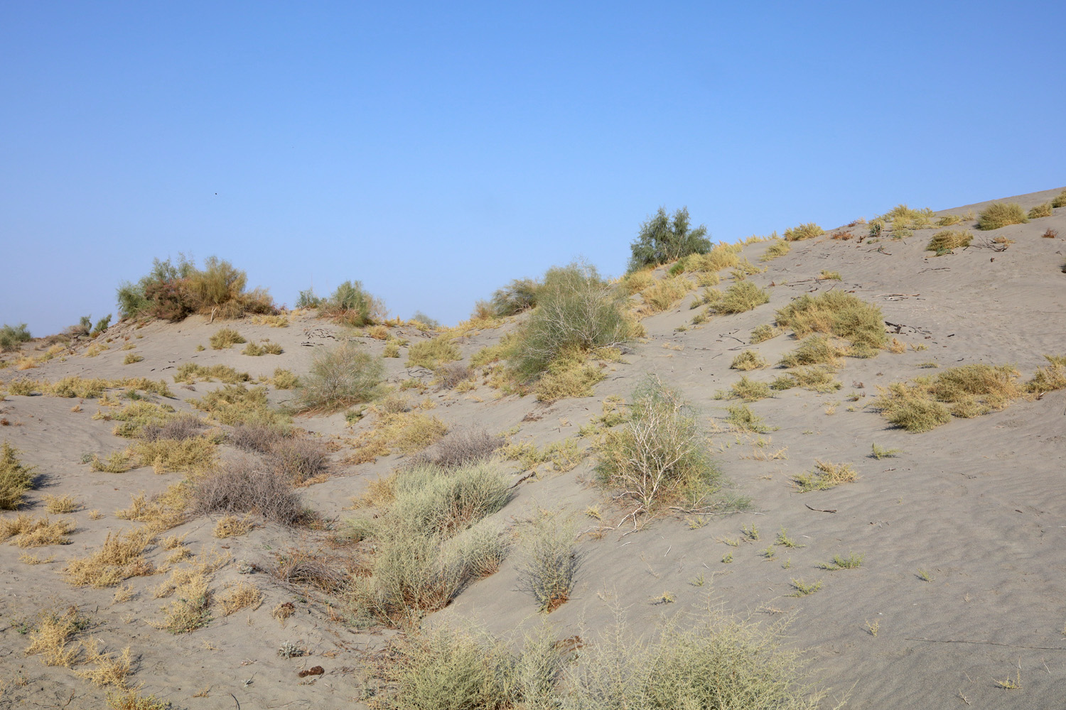 Пески Язъяван, Язъяванский район, image of landscape/habitat.