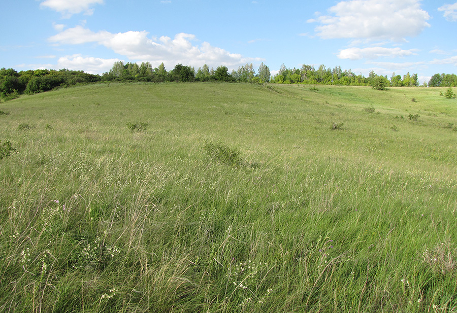 Лог Вишняки, image of landscape/habitat.