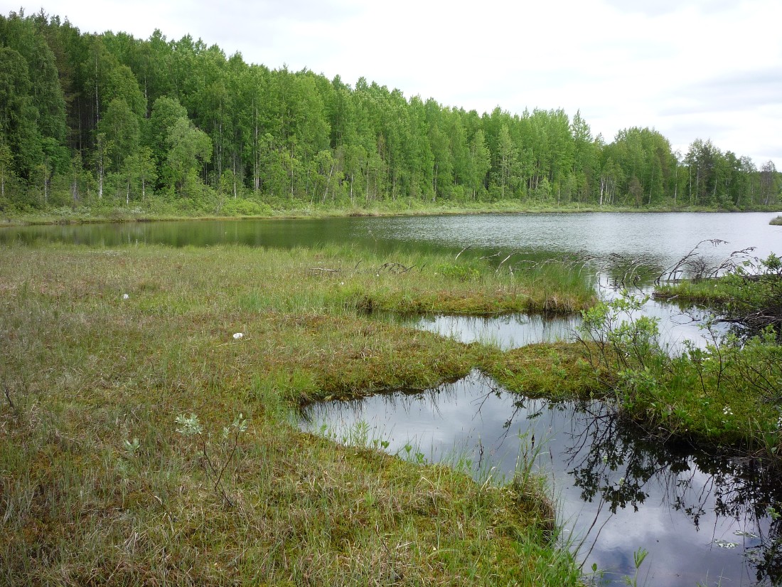 Южные окрестности Архангельска, изображение ландшафта.