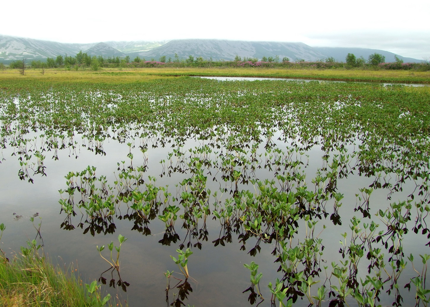 Глухое, image of landscape/habitat.