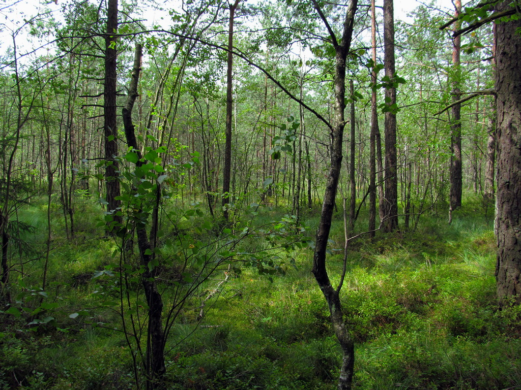 Верховое болото, image of landscape/habitat.