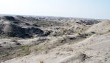 Мингбулакские пески, image of landscape/habitat.