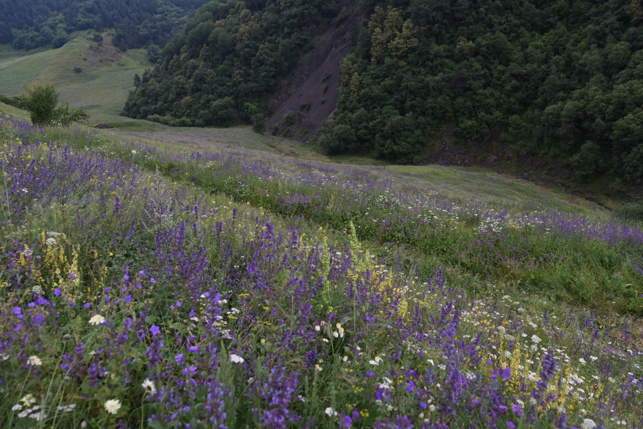 Урочище Хяни, image of landscape/habitat.