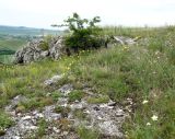 Image of landscape