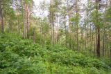 Image of landscape