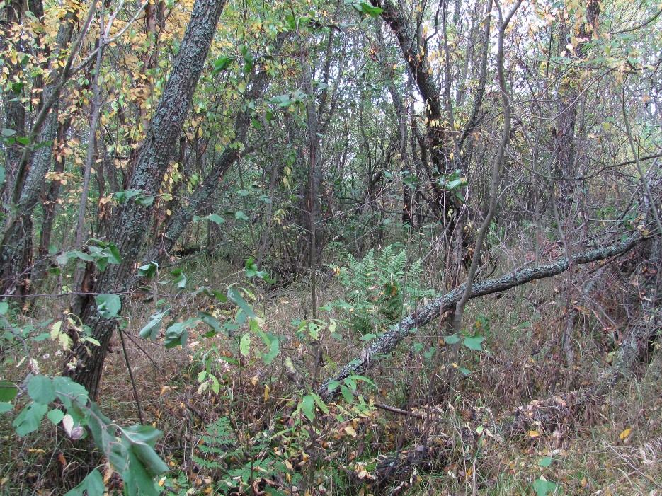 Северные окрестности Архангельска, image of landscape/habitat.