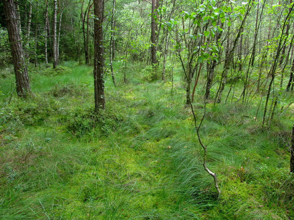 Верховое болото, image of landscape/habitat.