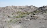 Мингбулакские пески, image of landscape/habitat.