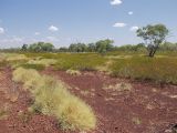 Boodjamulla (Lawn Hill), image of landscape/habitat.